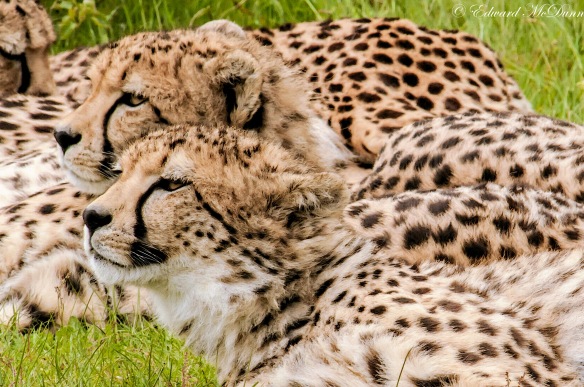 Cheeta (1)