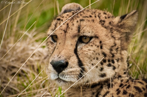 Cheeta (2)
