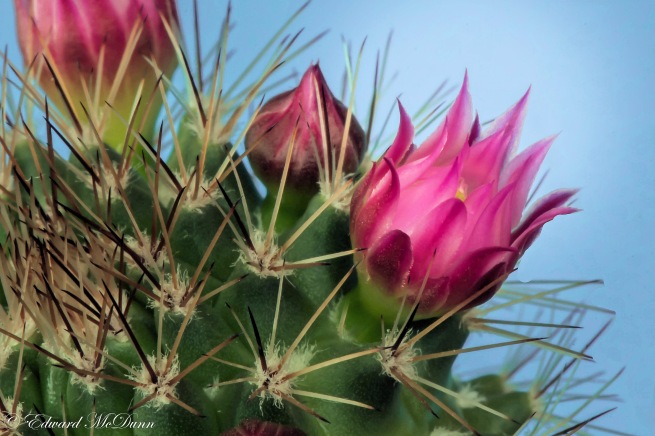 Cactusbloemen (1)