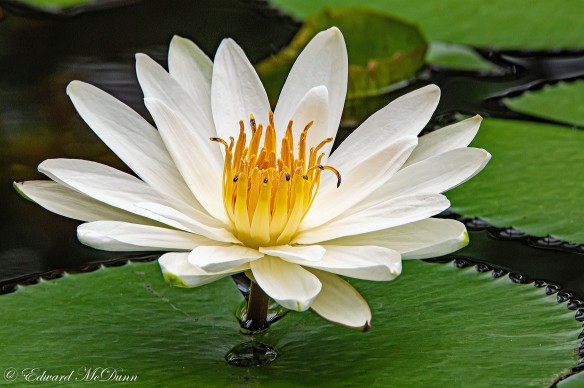 Lotusbloemen en waterlelies (1)