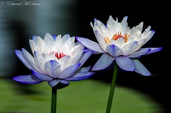 Lotusbloemen en waterlelies (3)