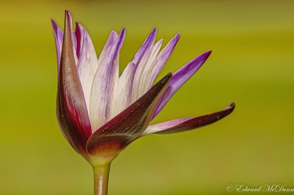 Lotusbloemen en waterlelies (4)