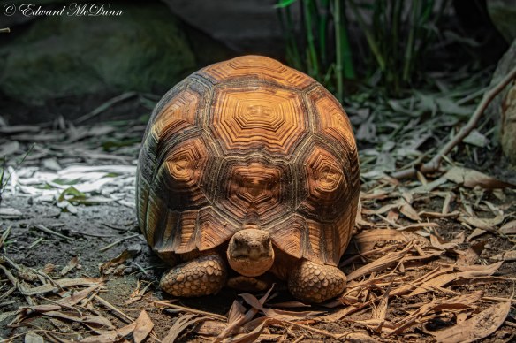 Ploegschaarschildpad (1)
