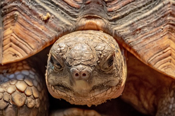 Ploegschaarschildpad (2)