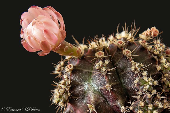 Bloeiende cactus (1)