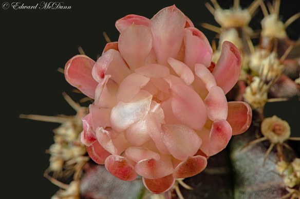 Bloeiende cactus (2)